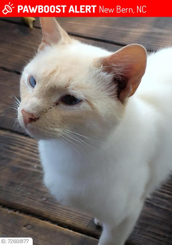 Lost Male Cat last seen Old vanceboro rd, New Bern, NC 28560