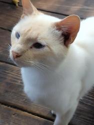 Lost Male Cat last seen Old vanceboro rd, New Bern, NC 28560