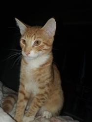 Lost Male Cat last seen Maple Ave and Irwin st, Vallejo, CA 94591