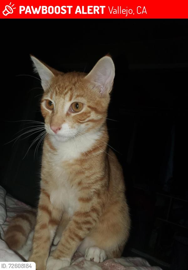 Lost Male Cat last seen Maple Ave and Irwin st, Vallejo, CA 94591