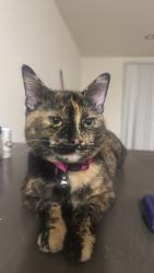 Lost Female Cat last seen Jumped off the balcony , Everett, WA 98203