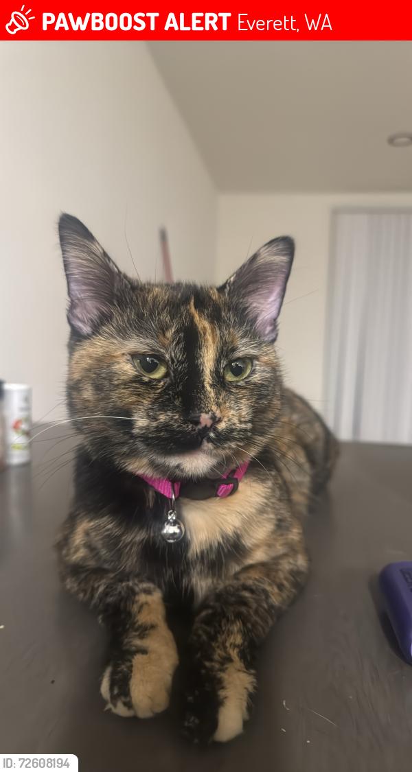 Lost Female Cat last seen Jumped off the balcony , Everett, WA 98203