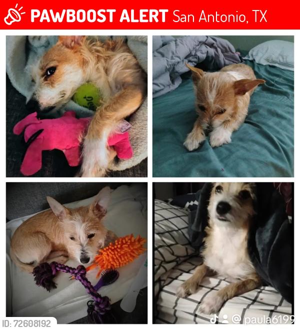 Lost Female Dog last seen Near Blanco rd #309 78216, San Antonio, TX 78216