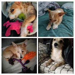 Lost Female Dog last seen Near Blanco rd #309 78216, San Antonio, TX 78216