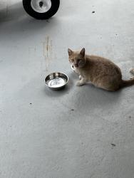 Found/Stray Male Cat last seen Sherwood Park Elementary School , Fayetteville, NC 28304