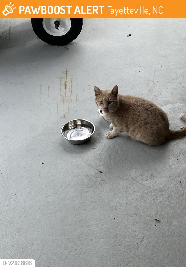 Found/Stray Male Cat last seen Sherwood Park Elementary School , Fayetteville, NC 28304
