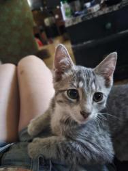 Lost Female Cat last seen E Hartson, S Rebecca, E 5th, Spokane, WA 99223