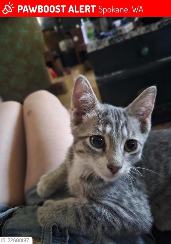 Lost Female Cat last seen E Hartson, S Rebecca, E 5th, Spokane, WA 99223