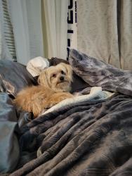 Lost Male Dog last seen at tulalip casino, Tulalip Bay, WA 98271