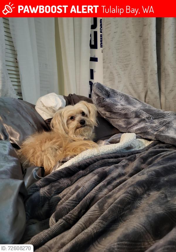 Lost Male Dog last seen at tulalip casino, Tulalip Bay, WA 98271