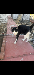 Lost Male Cat last seen Miami, Apple Valley, CA 92307