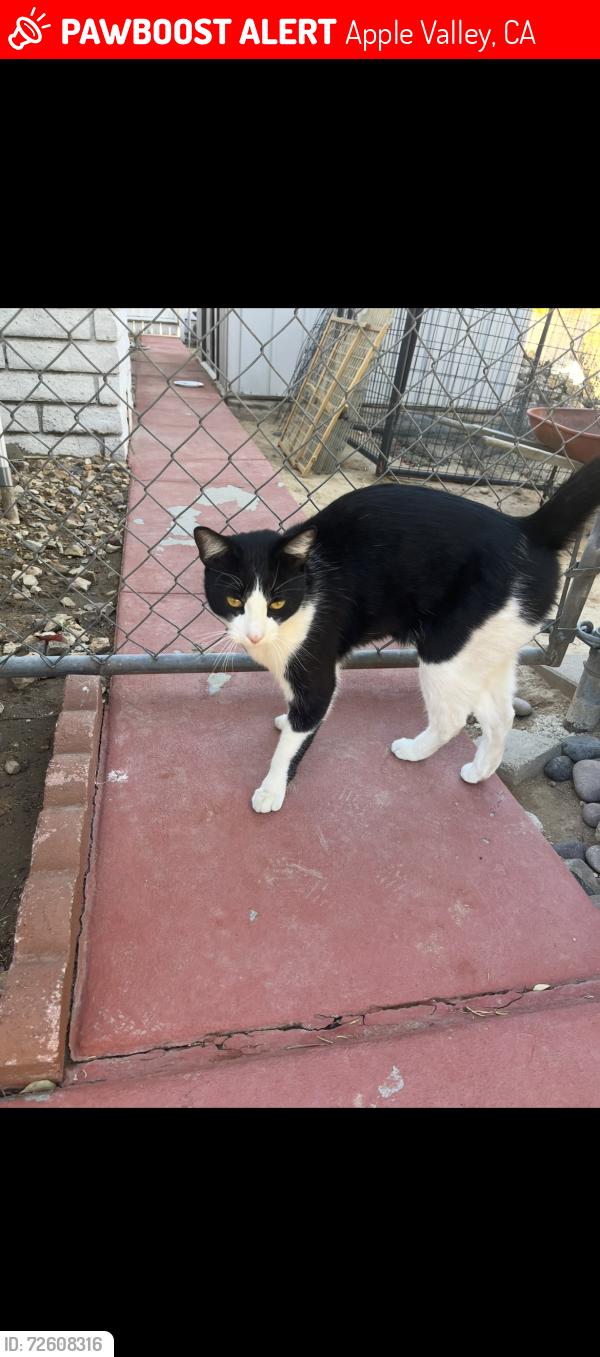 Lost Male Cat last seen Miami, Apple Valley, CA 92307