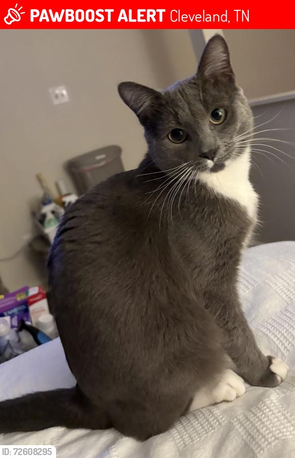 Lost Male Cat last seen Adkisson Dr NW & Paul Huff Pkwy, Cleveland, TN 37312