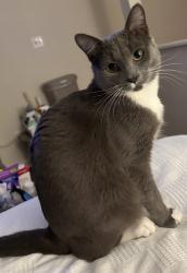 Lost Male Cat last seen Adkisson Dr NW & Paul Huff Pkwy, Cleveland, TN 37312