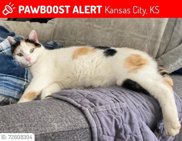 Lost Female Cat last seen 72nd & Leavenworth Rd, Kansas City, KS 66109