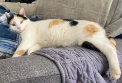 Lost Female Cat last seen 72nd & Leavenworth Rd, Kansas City, KS 66109