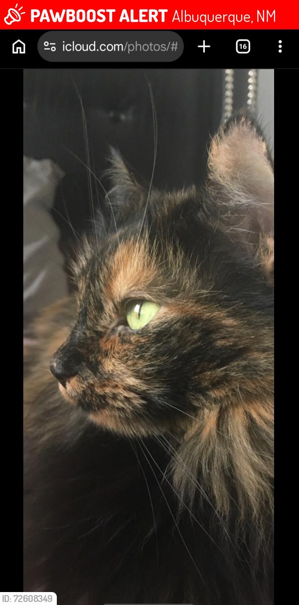 Lost Female Cat last seen Intown  Suites, Albuquerque, NM 87107