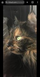 Lost Female Cat last seen Intown  Suites, Albuquerque, NM 87107