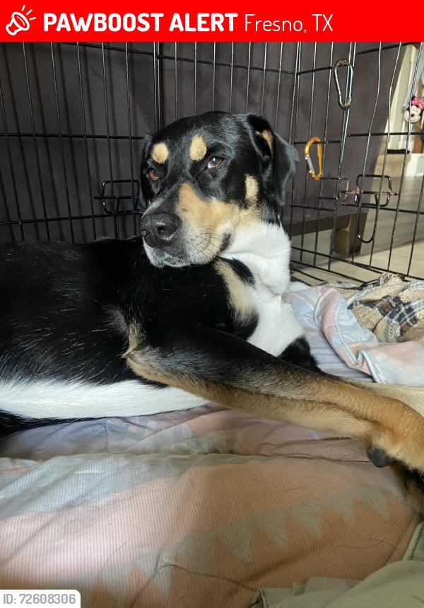 Lost Male Dog last seen Fresno tx, Fresno, TX 77545
