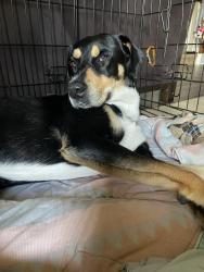 Lost Male Dog last seen Fresno tx, Fresno, TX 77545