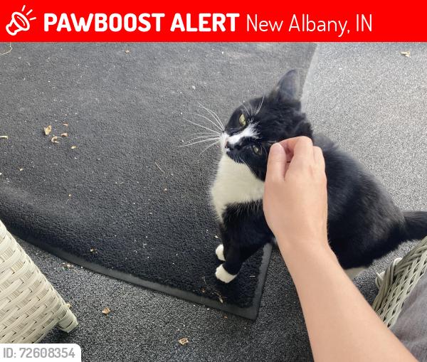 Lost Female Cat last seen Feeders Supply, New Albany, IN 47150
