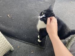 Lost Female Cat last seen Feeders Supply, New Albany, IN 47150