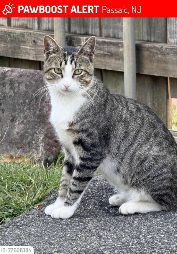 Lost Male Cat last seen Passaic NJ Transit Train Station, Passaic, NJ 07055