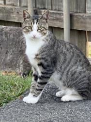 Lost Male Cat last seen Passaic NJ Transit Train Station, Passaic, NJ 07055