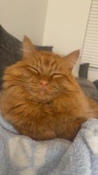 Lost Male Cat last seen Smith Glen Neighborhood, Warrior, AL 35180