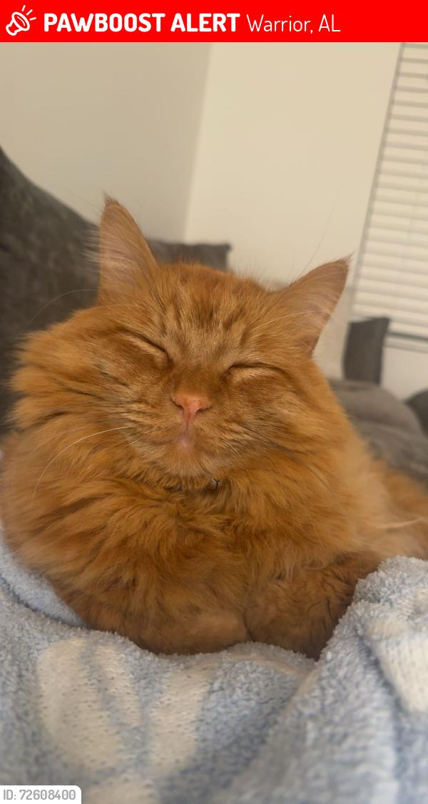 Lost Male Cat last seen Smith Glen Neighborhood, Warrior, AL 35180