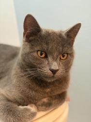 Lost Male Cat last seen Gas station, rd PNW, Waterville, WA 98858
