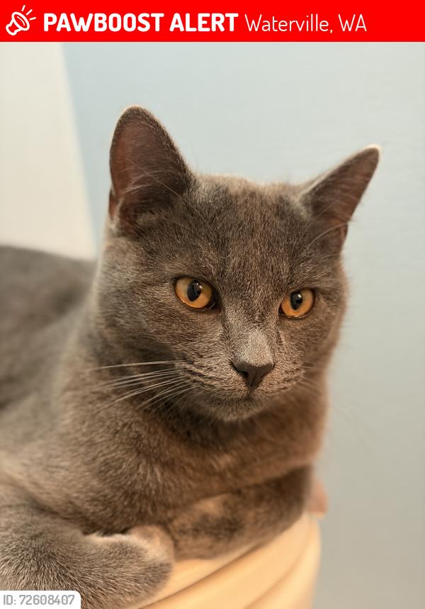 Lost Male Cat last seen Gas station, rd PNW, Waterville, WA 98858
