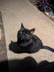 Found/Stray Male Cat last seen Between Wildflower Terrace and Tuscan Villa Drive, Oroville, CA 95965