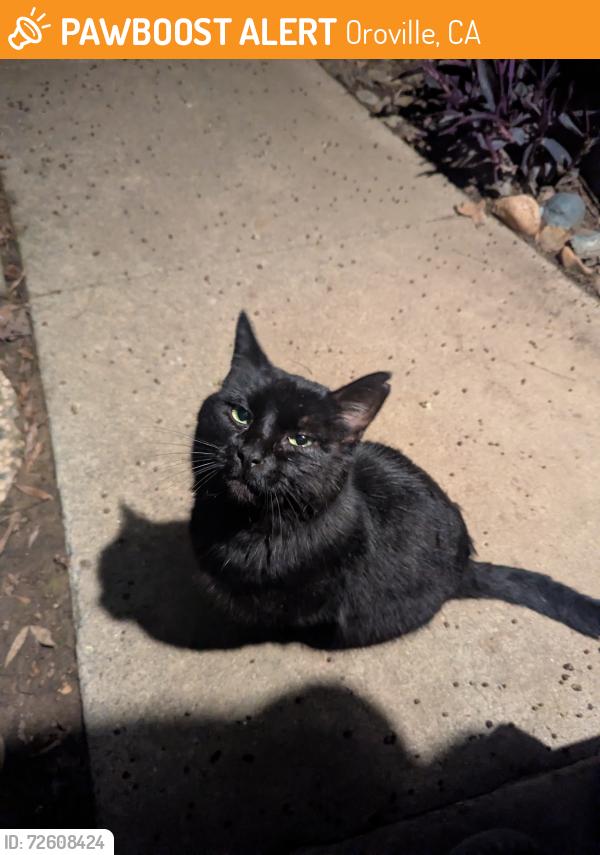 Found/Stray Male Cat last seen Between Wildflower Terrace and Tuscan Villa Drive, Oroville, CA 95965