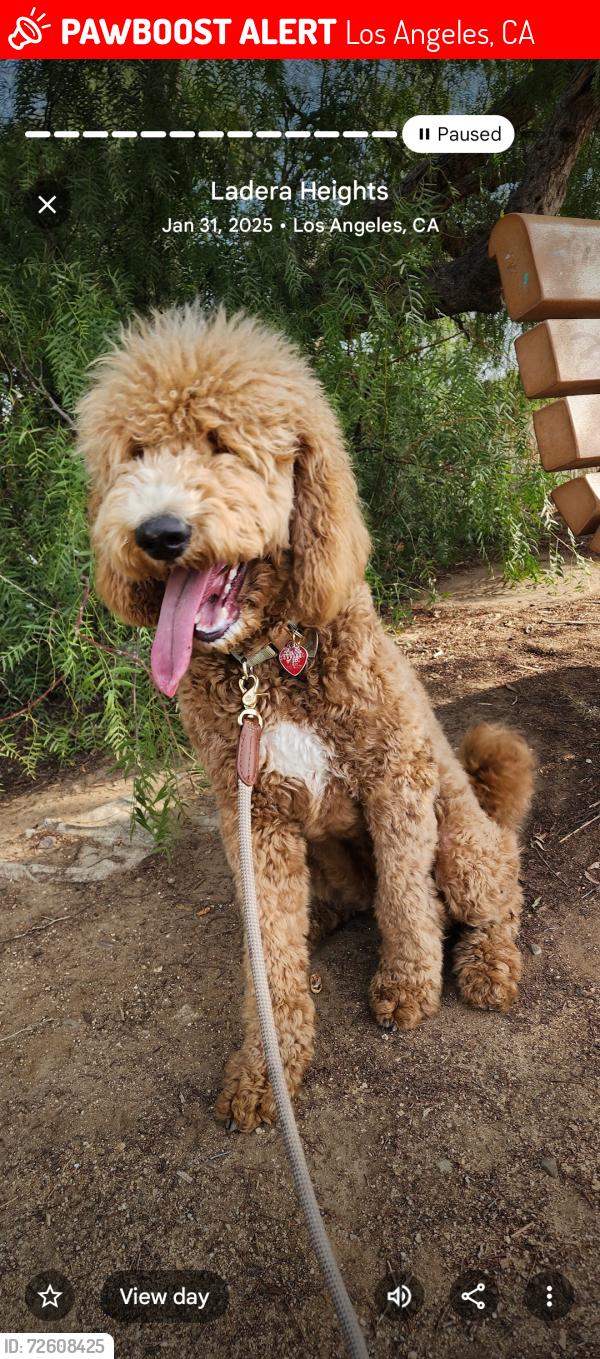 Lost Female Dog last seen Western & 65th st , Los Angeles, CA 90047