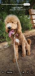Lost Female Dog last seen Western & 65th st , Los Angeles, CA 90047