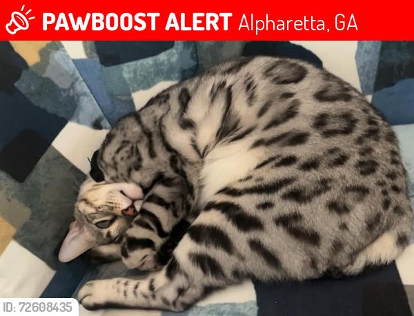 Lost Female Cat last seen Corner of Cameron Forest Pkwy and Bemiss Court, Alpharetta, GA 30022