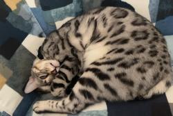 Lost Female Cat last seen Corner of Cameron Forest Pkwy and Bemiss Court, Alpharetta, GA 30022