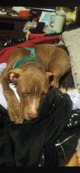 Lost Female Dog last seen Morton ave , Elkhart, IN 46517
