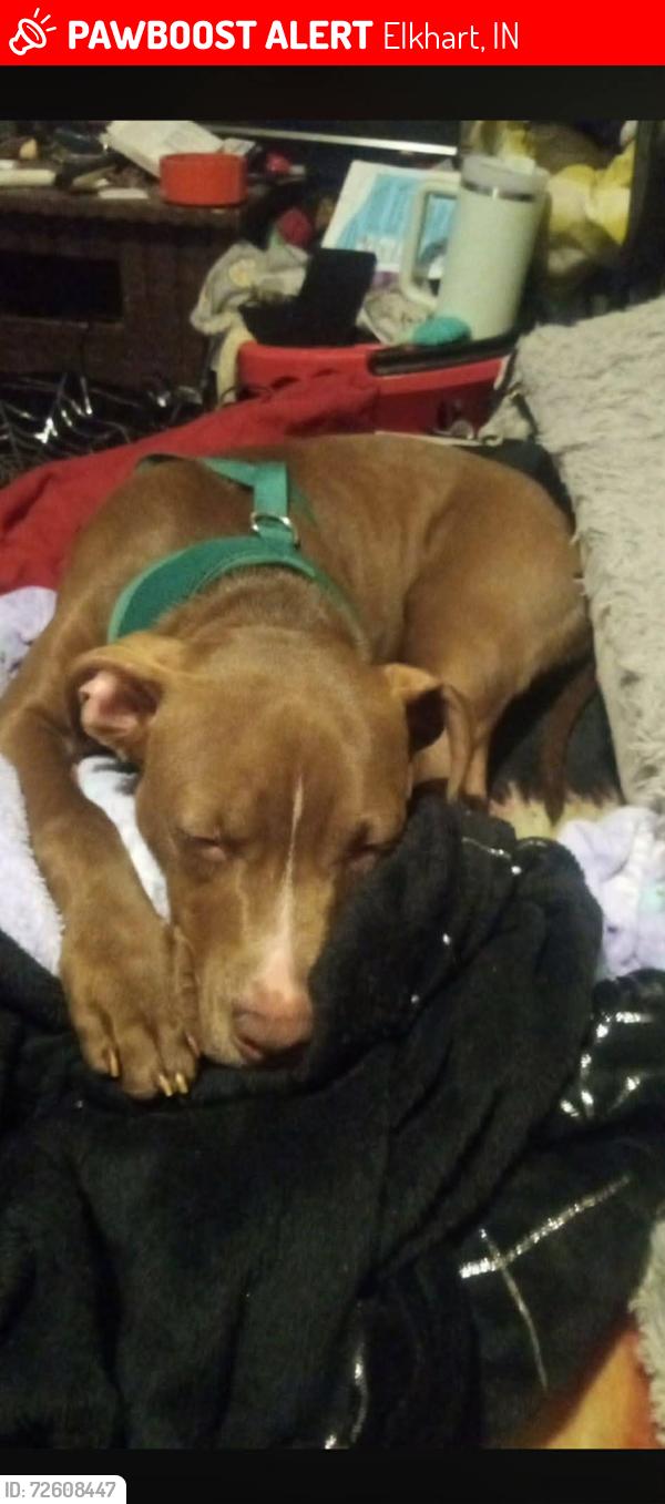 Lost Female Dog last seen Morton ave , Elkhart, IN 46517