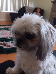 Lost Female Dog last seen Montello, Glen Duncan Elementary, Reno, NV 89512