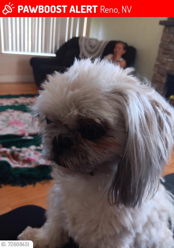 Lost Female Dog last seen Montello, Glen Duncan Elementary, Reno, NV 89512