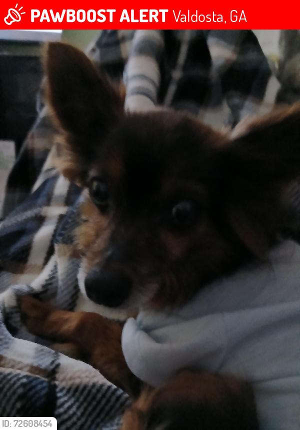 Lost Female Dog last seen Barack Obama , Valdosta, GA 31602