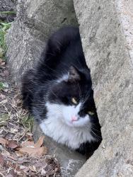 Found/Stray Unknown Cat last seen Springcreek & Roundrock Trail, Plano, TX 75023