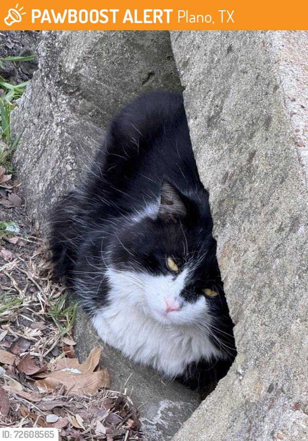 Found/Stray Unknown Cat last seen Springcreek & Roundrock Trail, Plano, TX 75023