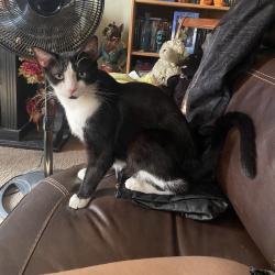 Lost Male Cat last seen Baseline and Rochester, Rancho Cucamonga, CA 91739