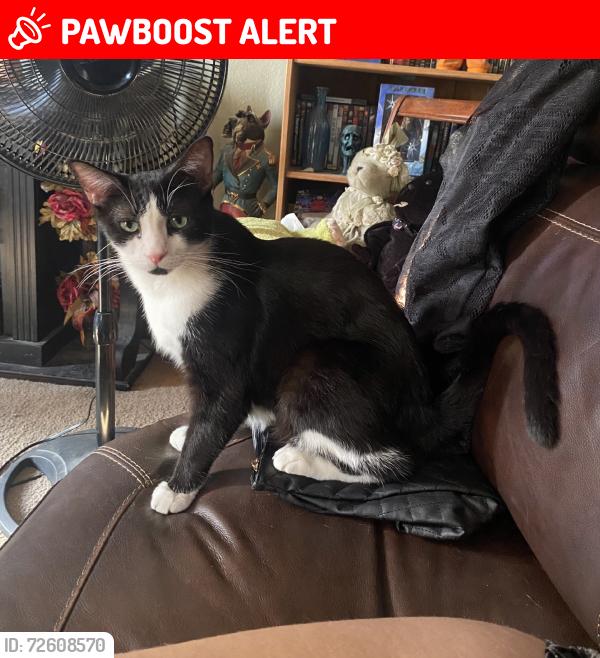 Lost Male Cat last seen Baseline and Rochester, Rancho Cucamonga, CA 91739