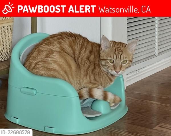 Lost Male Cat last seen Eureka Canyon, Watsonville, CA 95076