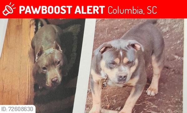 Lost Unknown Dog last seen Morningside Dr, Columbia, SC 29210