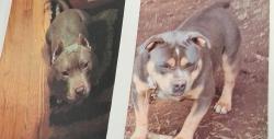 Lost Unknown Dog last seen Morningside Dr, Columbia, SC 29210